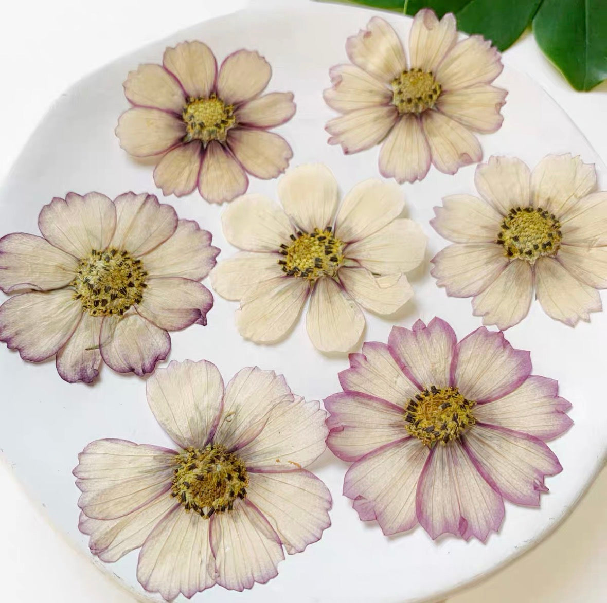 Pressed Cosmos Flowers for Resin & Crafts, Pink Gradient Dried Flowers, DIY Phone Case, Journaling & Art Supplies