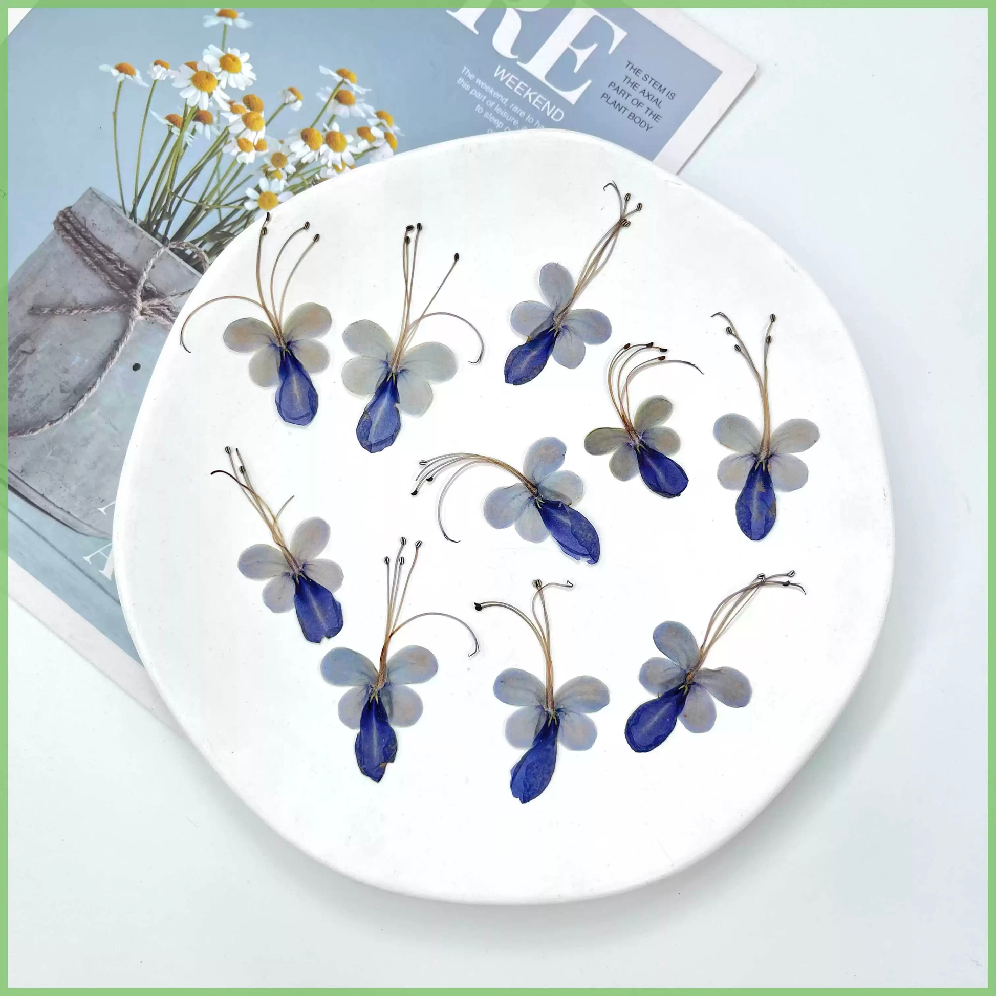 Rare bloom Blue Butterfly Pressed Flowers – 18 pcs