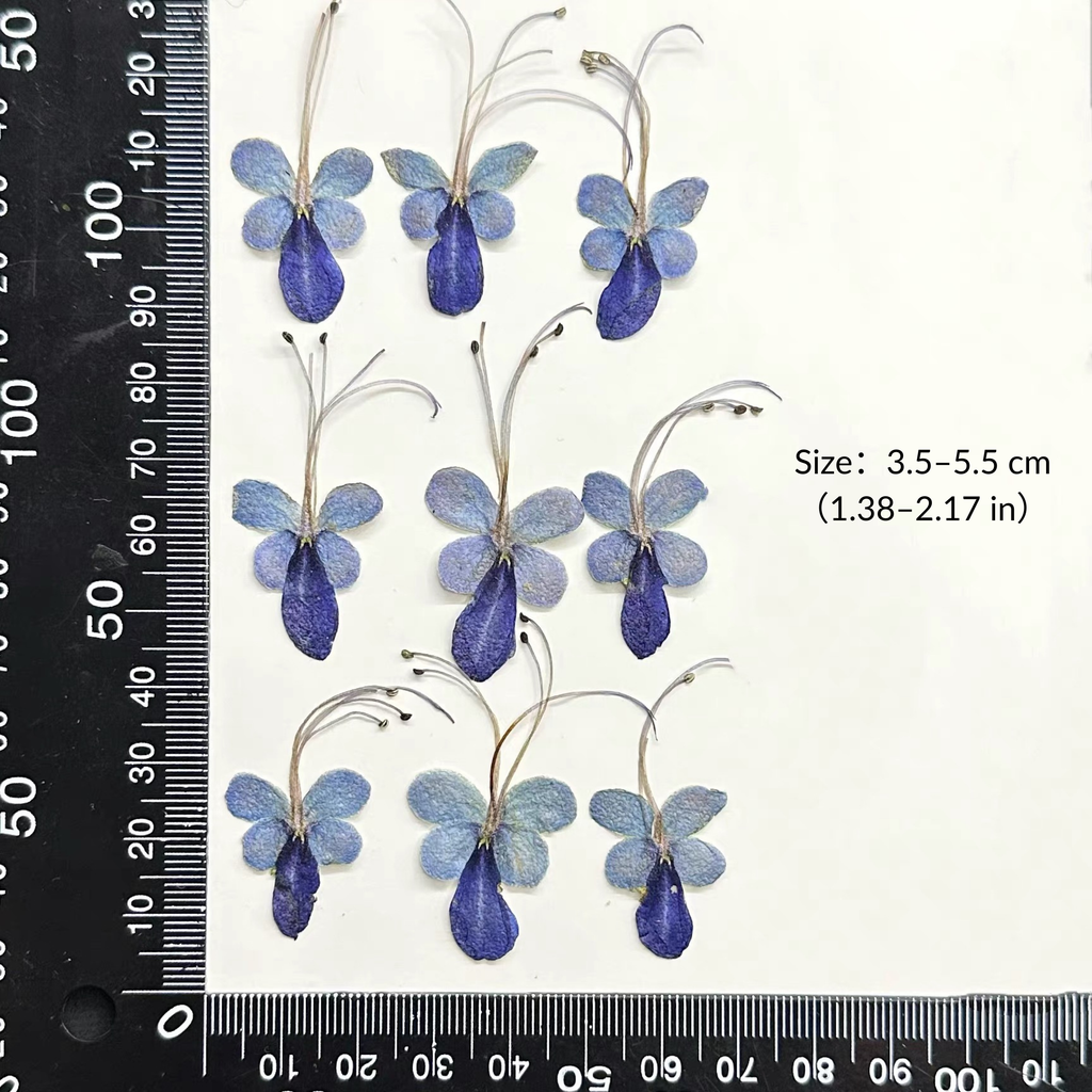 Rare bloom Blue Butterfly Pressed Flowers – 18 pcs