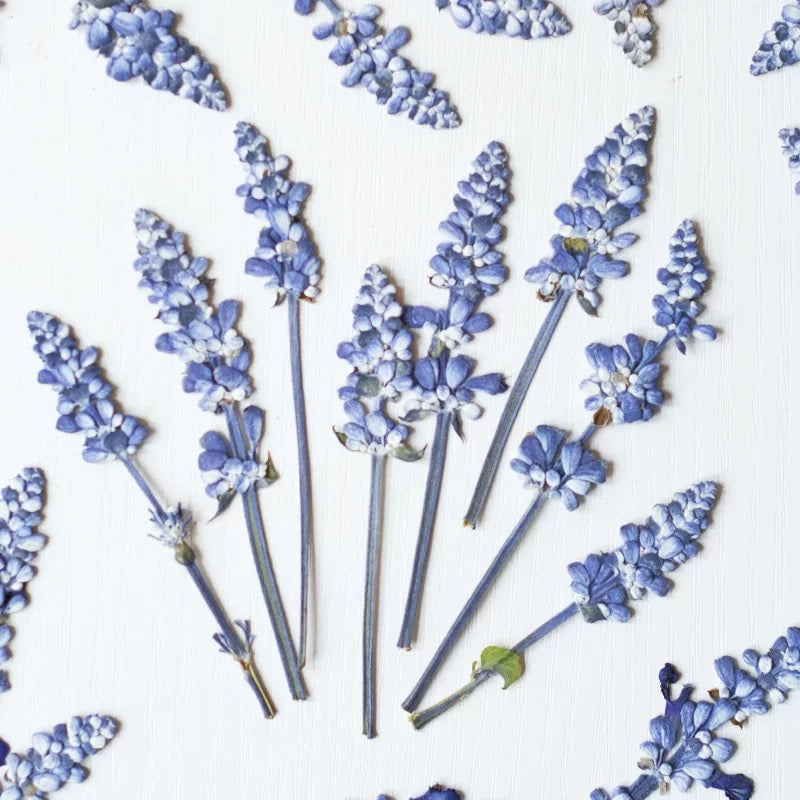Pressed Lavender Flowers for Crafts – Dried Lavender for Resin & DIY
