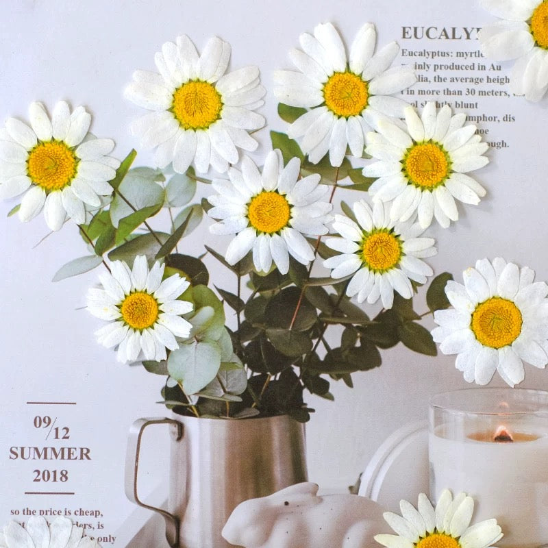 Pressed Daisy Flowers for Crafts – White Dried Flowers for Resin, Phone Case & DIY