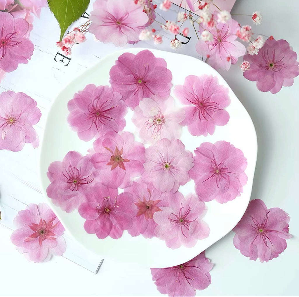 DIY Pressed Sakura Flowers for Card Making & DIY Crafts