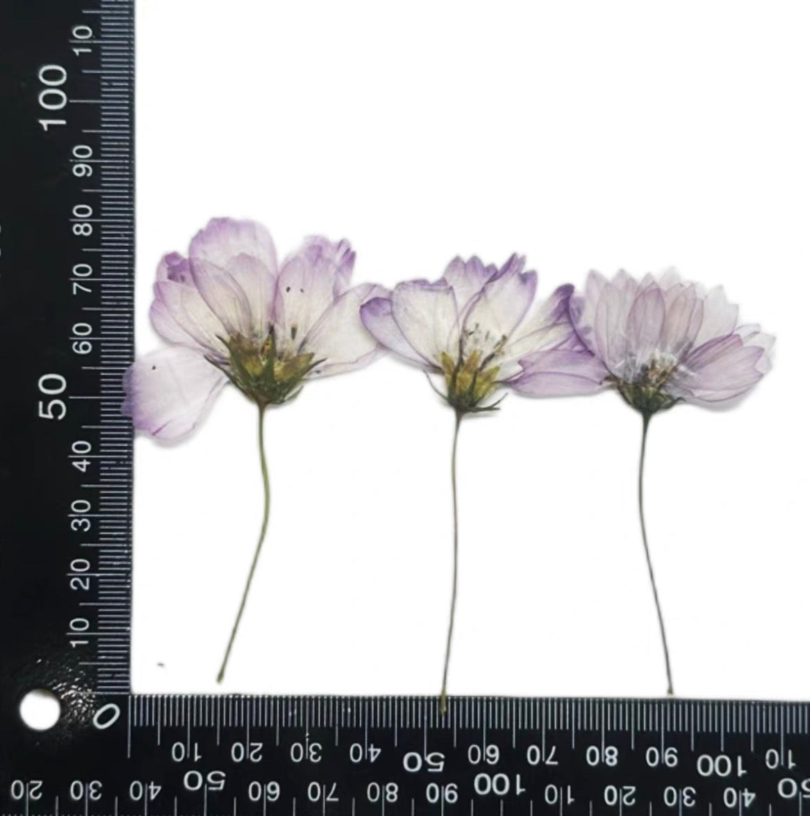 Pressed Cosmos Flowers for Resin & Crafts, Pink Gradient Dried Flowers, DIY Phone Case, Journaling & Art Supplies