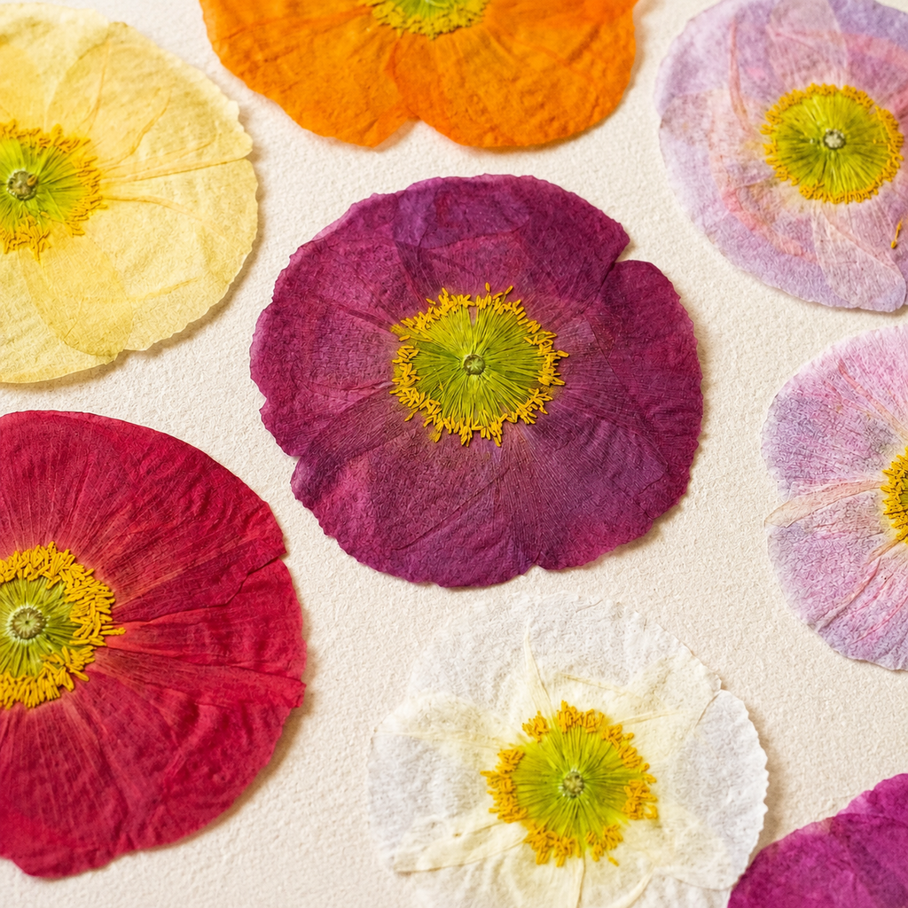 Pressed Corn Poppy (Papaver rhoeas) Flowers | Natural Dried Flower Petals for Botanical Art & DIY Crafts