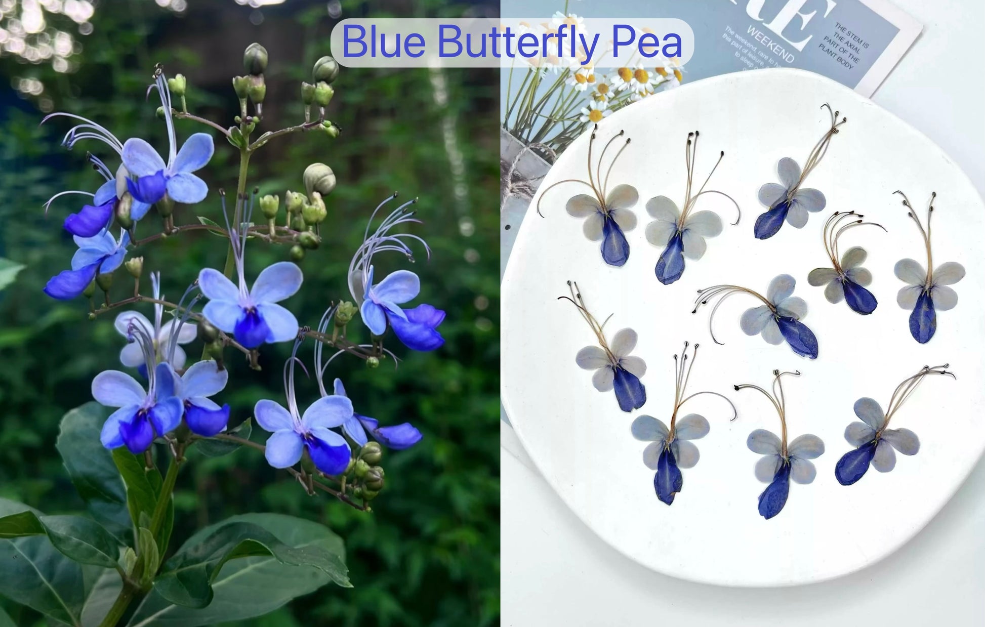 Rare bloom Blue Butterfly Pressed Flowers – 18 pcs