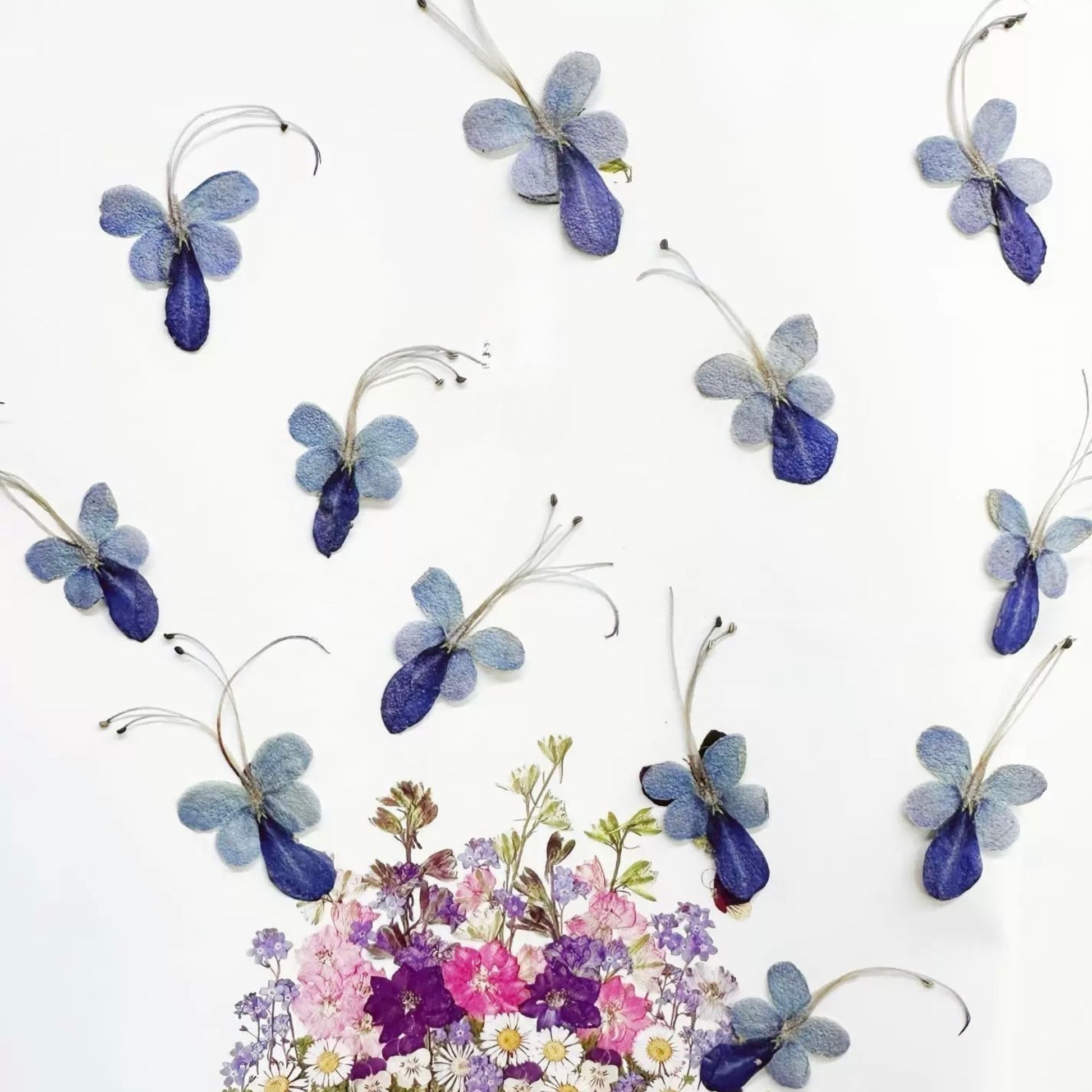 Rare bloom Blue Butterfly Pressed Flowers – 18 pcs