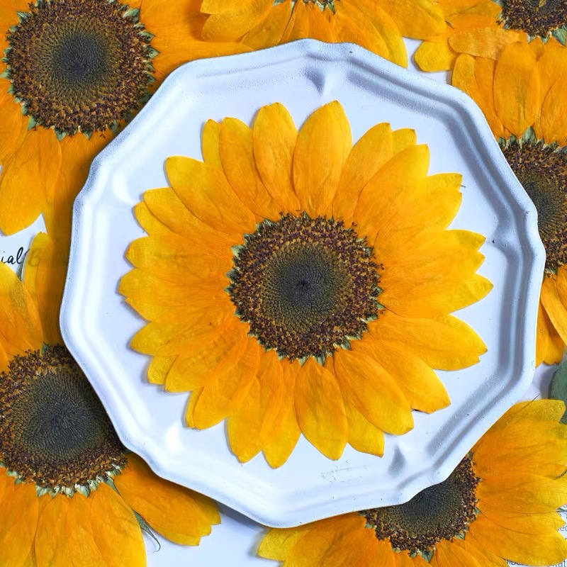 Artist-Grade Giant XL Pressed Sunflower (3 Pcs)