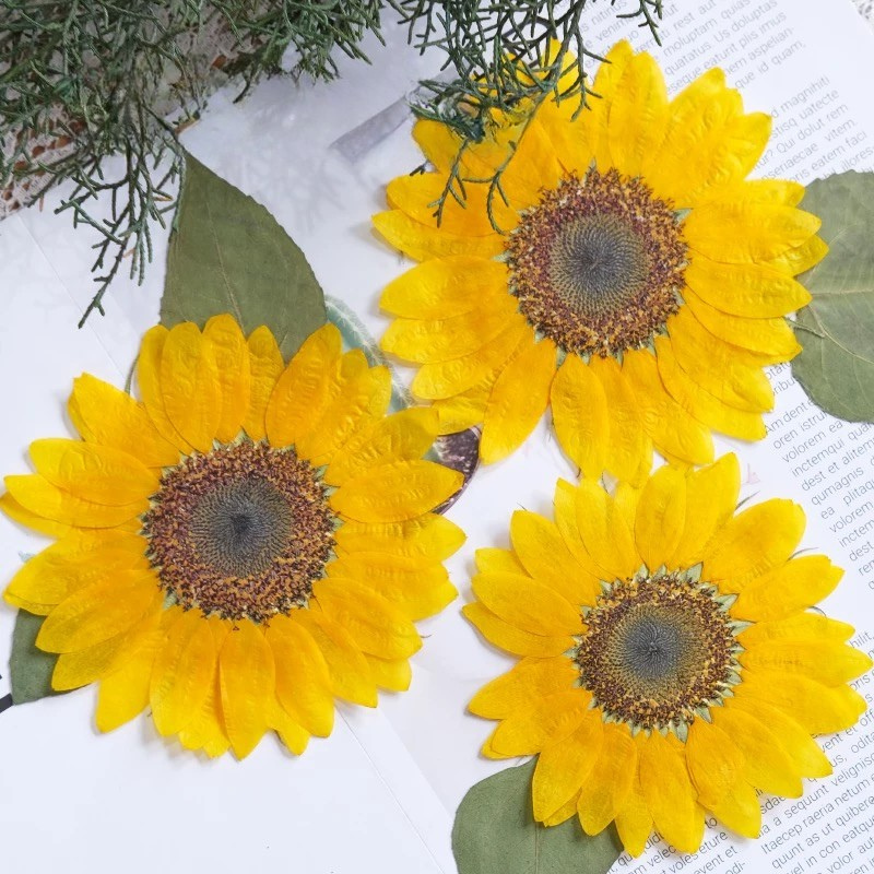 Artist-Grade Giant XL Pressed Sunflower (3 Pcs)