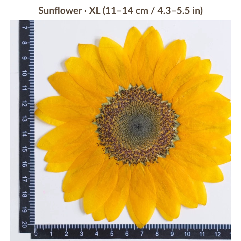 Artist-Grade Giant XL Pressed Sunflower (3 Pcs)