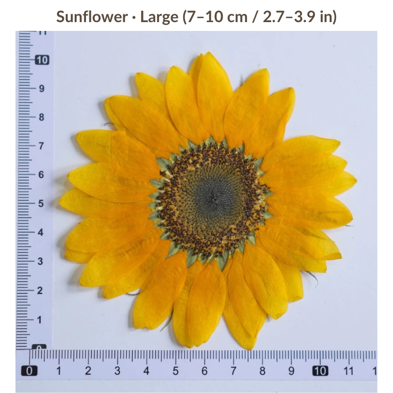 Artist-Grade Giant XL Pressed Sunflower (3 Pcs)