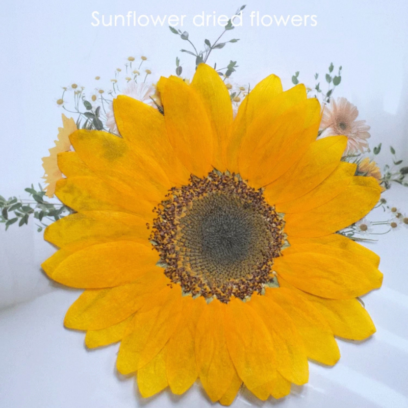 Artist-Grade Giant XL Pressed Sunflower (3 Pcs)