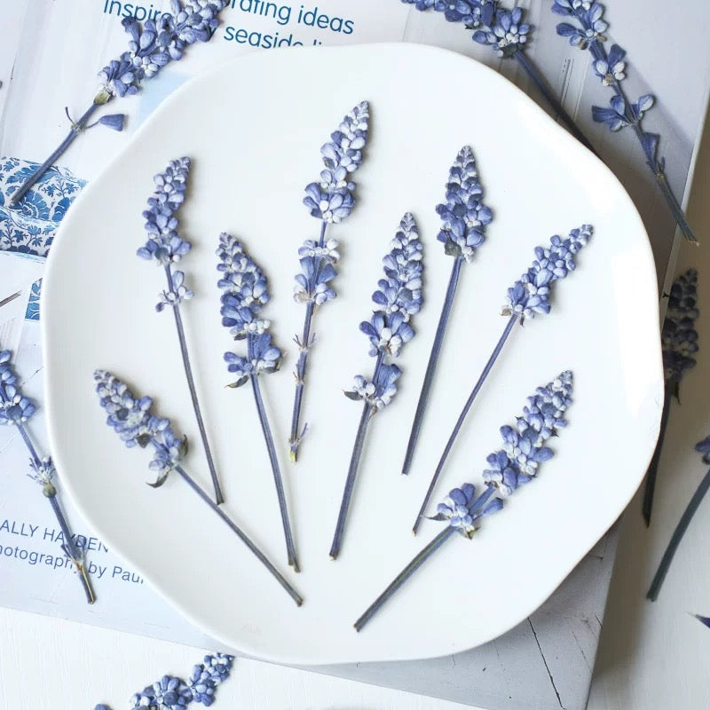 Pressed Lavender Flowers for Crafts – Dried Lavender for Resin & DIY