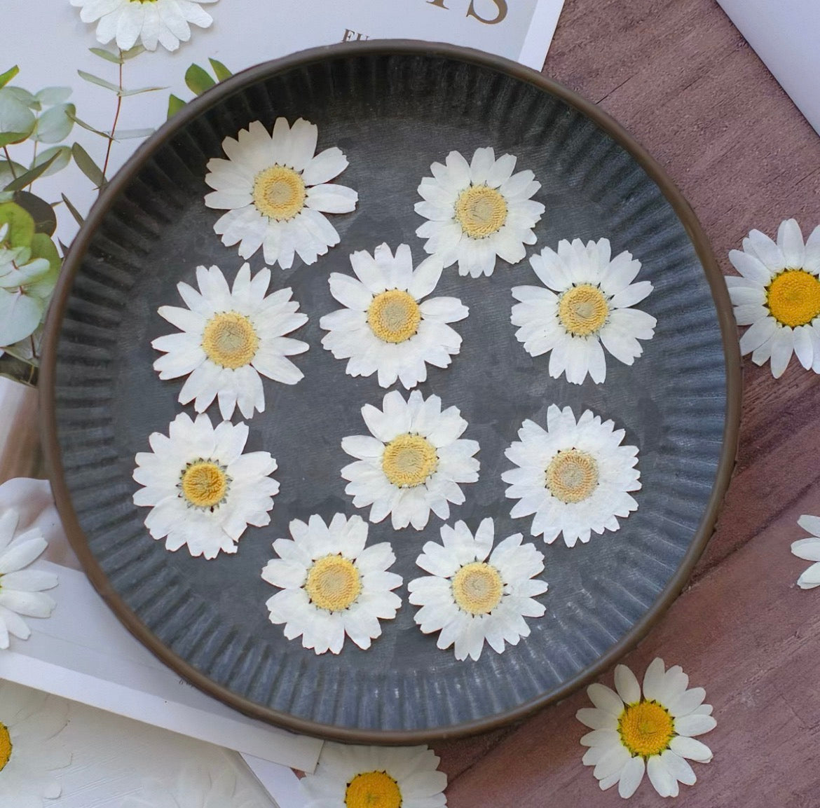 Pressed Daisy Flowers for Crafts – White Dried Flowers for Resin, Phone Case & DIY
