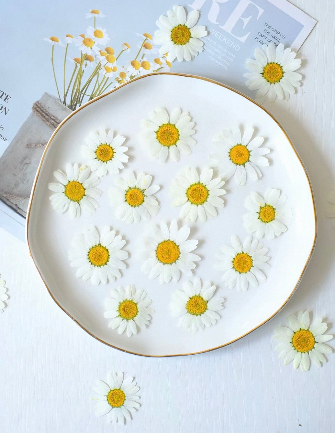 Pressed Daisy Flowers for Crafts – White Dried Flowers for Resin, Phone Case & DIY