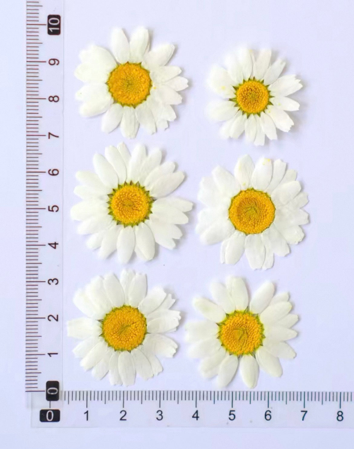 Pressed Daisy Flowers for Crafts – White Dried Flowers for Resin, Phone Case & DIY