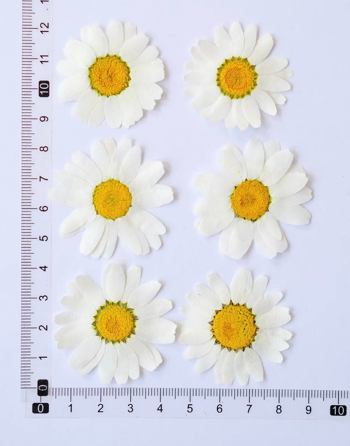Pressed Daisy Flowers for Crafts – White Dried Flowers for Resin, Phone Case & DIY