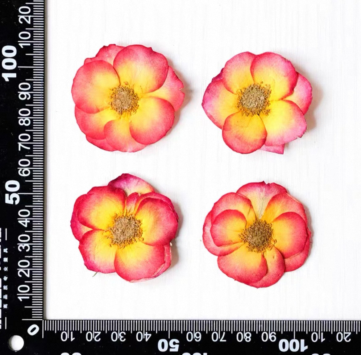 Real Pressed Rose Flowers – Colorful Dried Flower Set for DIY Crafts, Resin Art, Phone Case & Journaling